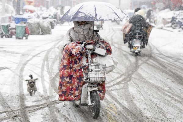 زن و سگ در میان بارش سنگین برف در هوایان در ولایت جیانگ سو در شرق چین. - اسپوتنیک افغانستان  