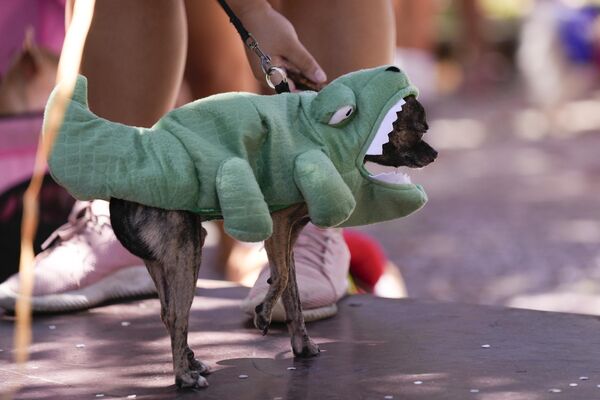 لباس تمساح سگی در جریان رژه کارناوال سگ &quot;بلوکائو&quot; در ریودوژانیرو، برزیل. - اسپوتنیک افغانستان  