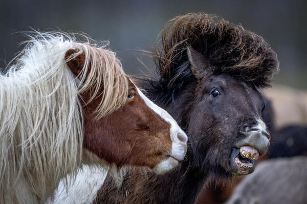 اسب های ایسلندی در مزرعه گل میخ در Wehrheim نزدیک فرانکفورت، آلمان، جمعه، فوریه بازی می کنند. - اسپوتنیک افغانستان  