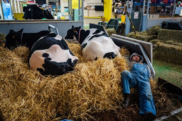یک کشاورز در آستانه افتتاح شصتمین نمایشگاه بین المللی کشاورزی (Salon de l&#x27;Agriculture) در مرکز نمایشگاهی Porte de Versailles پاریس، در 23 فبروری 2024، با گاوها استراحت می کند - اسپوتنیک افغانستان  