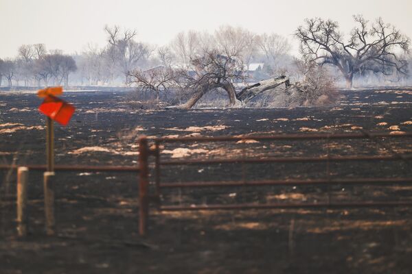 یک درخت  در یک مرتع سوخته در حادثه آتش سوزی تگزاس. 28 فیبروری 2024. - اسپوتنیک افغانستان  