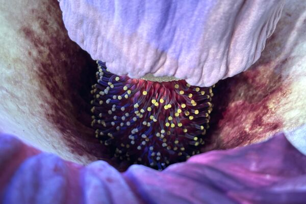 داخل یک گل جسد در حال شکوفه در جنگل بارانی اوشر آکادمی علوم کالیفرنیا در سانفرانسیسکو، چهارشنبه، 28 فیبروری 2024 نشان داده شده است. (عکس آسوشیتدپرس/جف چیو) - اسپوتنیک افغانستان  