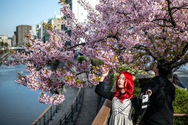 زنی با درختان شکوفه گیلاس کاوازو، یکی از اولین شکوفه های شکوفه گیلاس در جاپان، در منطقه سومیدا توکیو عکس می گیرد.  - اسپوتنیک افغانستان  