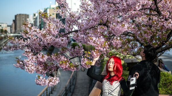 Цветение вишни в Токио - اسپوتنیک افغانستان  