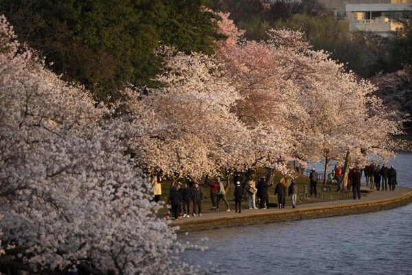 بازدیدکنندگان در زیر شکوفه های گیلاس قدم می زنند که این هفته در واشنگتن به اوج شکوفایی خود می رسد.  - اسپوتنیک افغانستان  