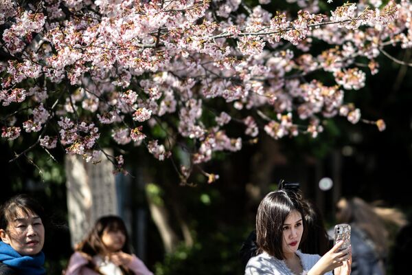 پارک Ueno در توکیو با درختان شکوفه گیلاس  - اسپوتنیک افغانستان  