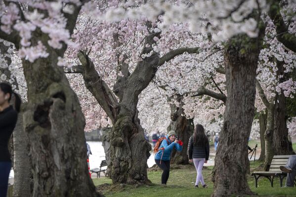 بازدیدکنندگان در زیر شکوفه های گیلاس قدم می زنند که این هفته در واشنگتن به اوج شکوفایی خود می رسد. - اسپوتنیک افغانستان  