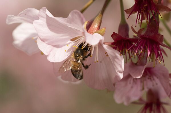  شکوفه‌های گیلاس در باغ‌های گیاه‌شناسی کتابخانه هانتینگتون در سن مارینو، کالیفرنیا  - اسپوتنیک افغانستان  