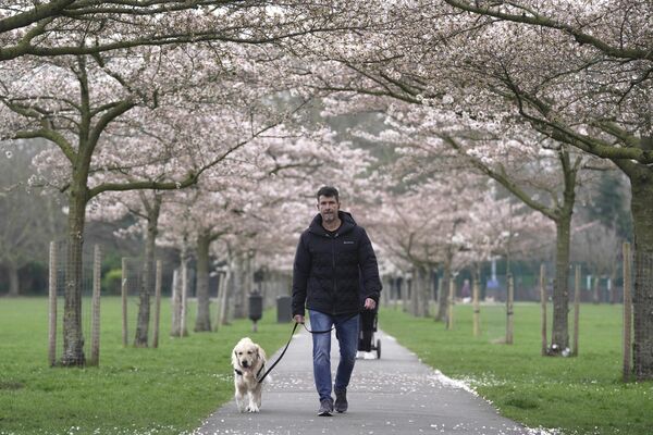 شکوفه های گیلاس در پارک باترسی لندن - اسپوتنیک افغانستان  