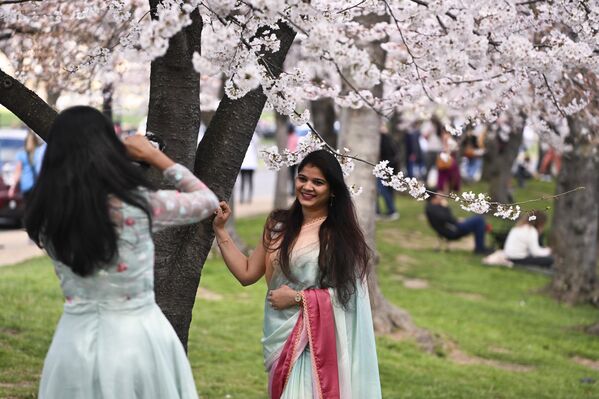 بازدیدکنندگان در زیر شکوفه های گیلاس قدم می زنند که این هفته در واشنگتن به اوج شکوفایی خود می رسد. - اسپوتنیک افغانستان  