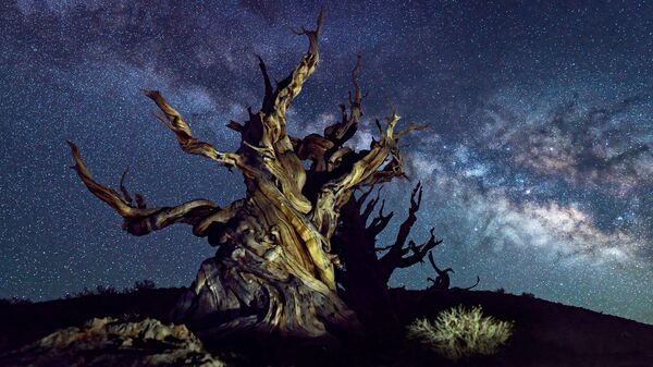Дерево Methuselah в США  - اسپوتنیک افغانستان  