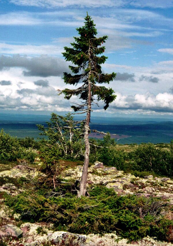 قسمت بالای زمینی گیاه بیش از 600 سال عمر نمی کند، اما سن سیستم ریشه با استفاده از تاریخ گذاری رادیوکربن و تجزیه و تحلیل ژنتیکی تعیین شد. در کوه های فولو، 20 درخت صنوبر با قدمت بیش از 8000 سال نیز کشف شده است. Tjikko قدیمی (9550 ساله) درختی در Fulufjäll در سویدن است که با توجه به سن سیستم ریشه اش ادعا می شود که قدیمی ترین درخت در جهان است. قسمت قابل مشاهده بسیار جوانتر است. صنوبر ناروی است. - اسپوتنیک افغانستان  