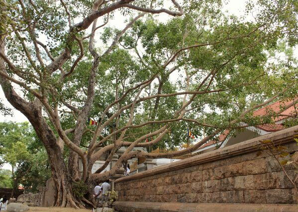 برپایه ای افسانه ها، این درخت از شاخه ای از درخت بودی رشد کرده است که بودا در زیر آن به روشنگری دست یافت. در سال 288 قبل از میلاد کاشته شد.  (2312 سال). سری ماها بودی درخت ترسیده بودایی هاست. این درخت به عنوان قدیمی ترین درخت کاشته شده توسط مردان به شمار می رود. - اسپوتنیک افغانستان  