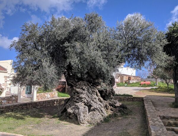 عکسی از درخت زیتون بیش از 2000 ساله وووس در روستای آنوس وووس در کرت یونان. - اسپوتنیک افغانستان  