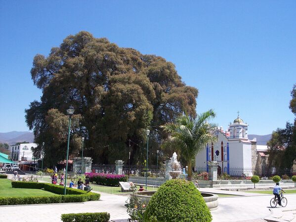 1433-1600 سال واقع در: سانتا ماریا دل توله، اواکساکا، مکزیک. - اسپوتنیک افغانستان  