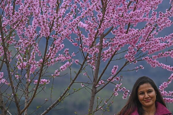 یک بازدیدکننده در 3 اپریل 2024 در مقابل یک درخت در حال شکوفه در باغ لاله یادبود ایندیرا گاندی در سرینگار عکس می گیرد. - اسپوتنیک افغانستان  