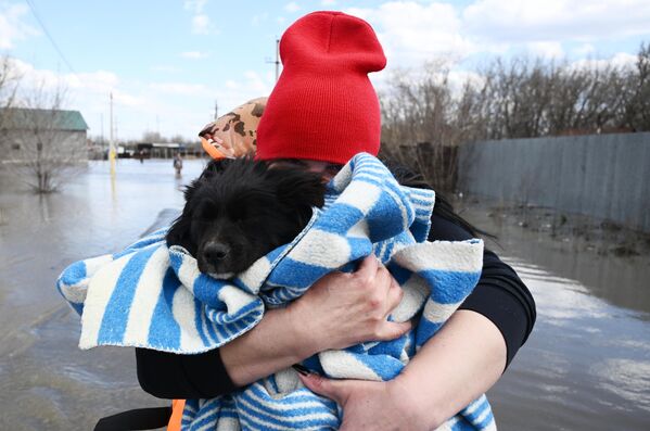 یک داوطلب سگی را از شهر سیل زده اوچینی در اورنبورگ نجات می دهد. بر اساس گزارش مرکز هواشناسی اورنبورگ، در صبح روز 13اپریل، سطح آب رودخانه اورال 1171 سانتی متر بود. - اسپوتنیک افغانستان  