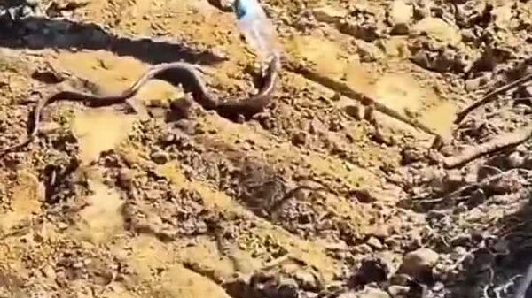 بخش جنگلداری ترکیه ویدئوی احساسی از حیوانات نجات یافته از آتش سوزی جنگلی منتشر کرد - اسپوتنیک افغانستان  