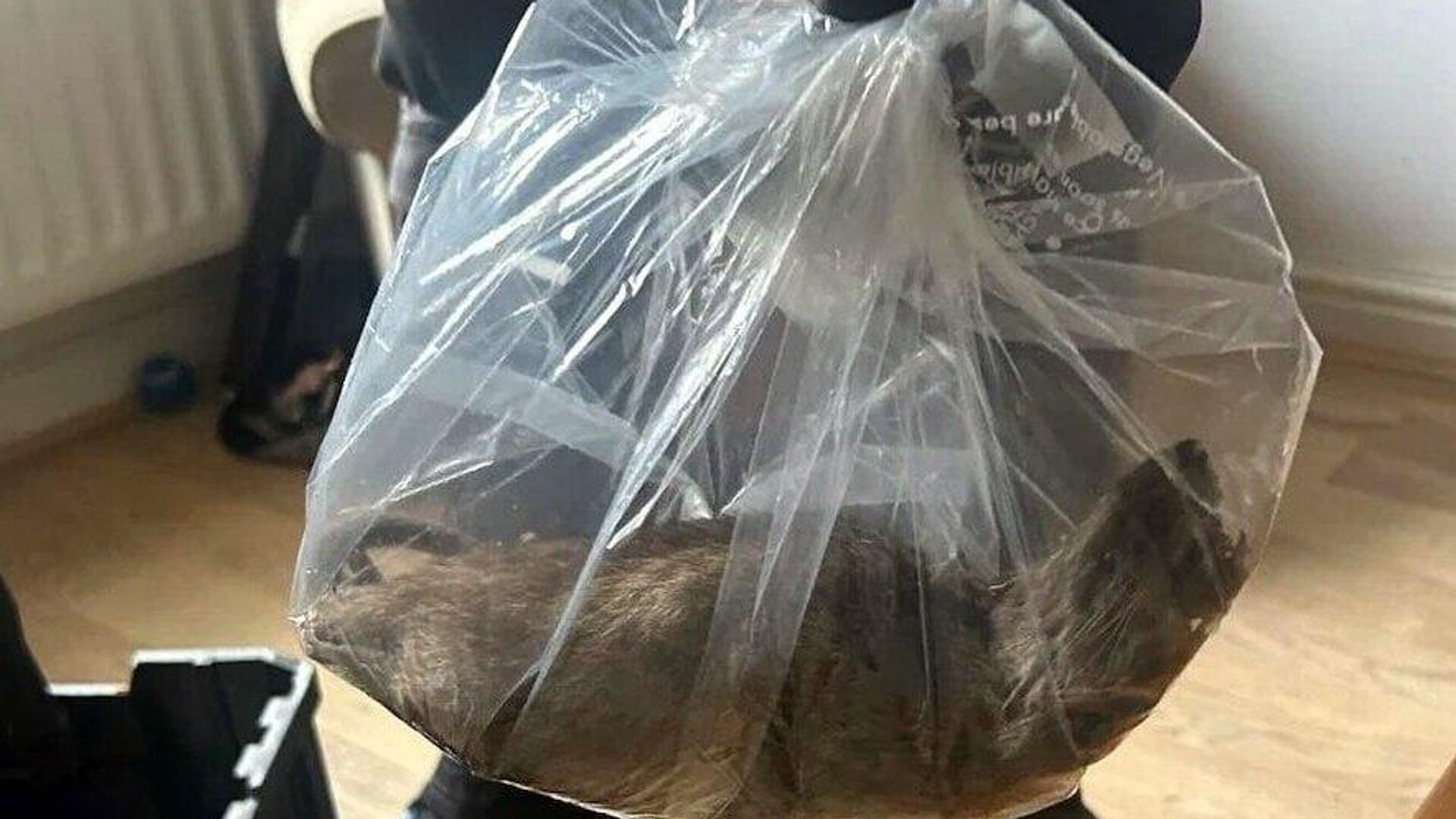 پیدا شدن یک موش غولپیکر با طول بیش از نیم متر در بریتانیا پیدا شدن یک موش غولپیکر با طول بیش از نیم متر در بریتانیا - اسپوتنیک افغانستان , 1920, 04.08.2025