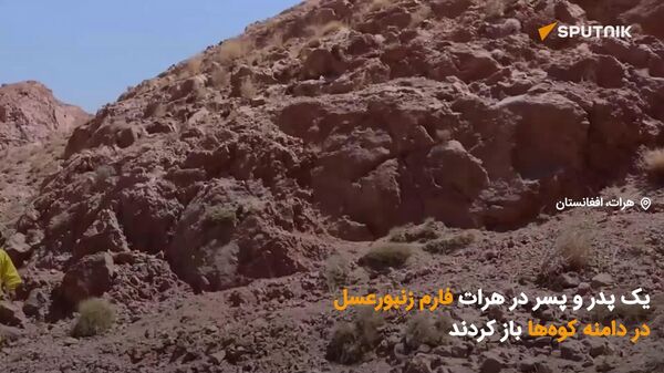 ایجاد فارم زنبور عسل در کوه‌های هرات؛ تلاشی برای تولید عسل طبیعی و کسب درآمد - اسپوتنیک افغانستان  