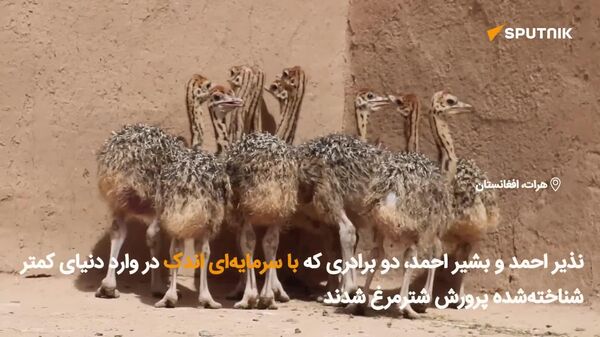 گزارش اختصاصی اسپوتنیک: رویاهایی که با شترمرغ‌ها بال می‌گیرند؛ روایت یک فارم خانوادگی در هرات‌ - اسپوتنیک افغانستان  