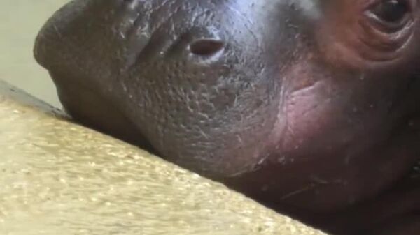 تولد دوگانگی اسب آبی نادر در باغ وحش برلین؛ مرگ یکی از نوزدان اسب آبی در بدو تولد - اسپوتنیک افغانستان  