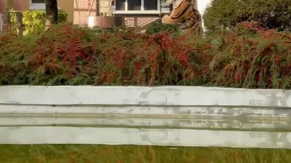 تمرین برای گرفتن یک ببر فراری - اسپوتنیک افغانستان  