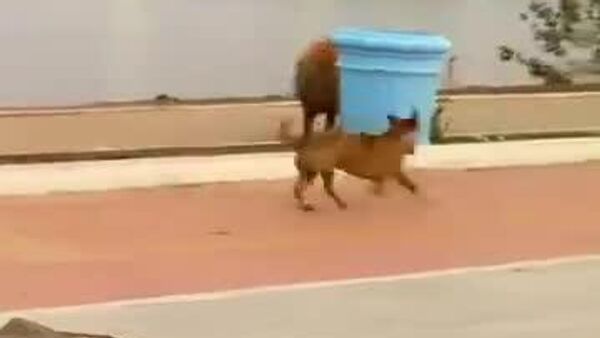 دوستی غیرمنتظره میان سگ و برگچه خوار - اسپوتنیک افغانستان  