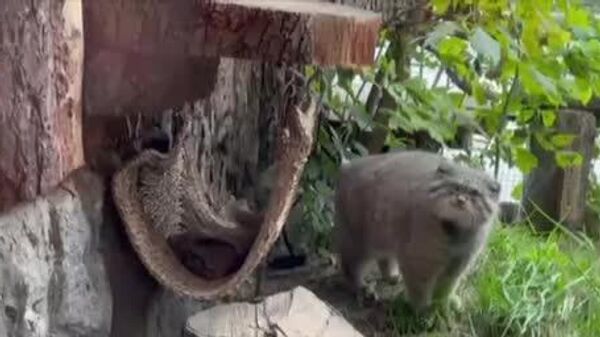 چاق شدن گربه پالاس باغ وحش لنینگراد - اسپوتنیک افغانستان  