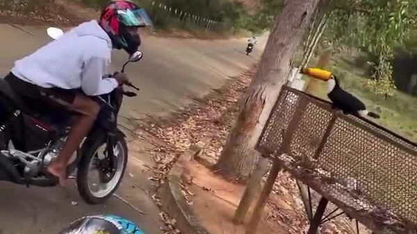 مرد برزیلی جلوی توکان پایش را روی گاز موترسایکل گذاشت و سپس دستش را به سمت پرنده دراز کرد - اسپوتنیک افغانستان  