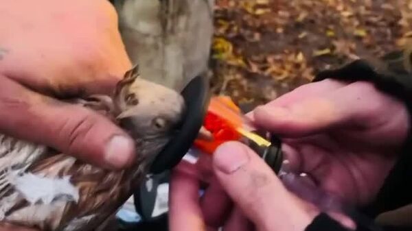 امدادگران با استفاده از ماسک اکسیژن، پرنده‌ای را که در جریان آتش‌سوزی در منطقه مسکو زخمی شده بود، به طبیعت بازگشتاندند - اسپوتنیک افغانستان  