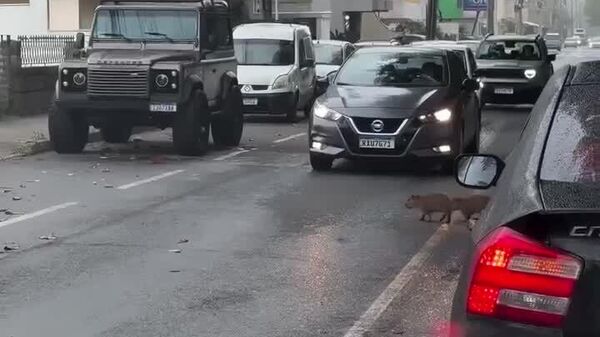 عبور آرام گله‌ی کاپیباراها از جاده در برازیل - اسپوتنیک افغانستان  