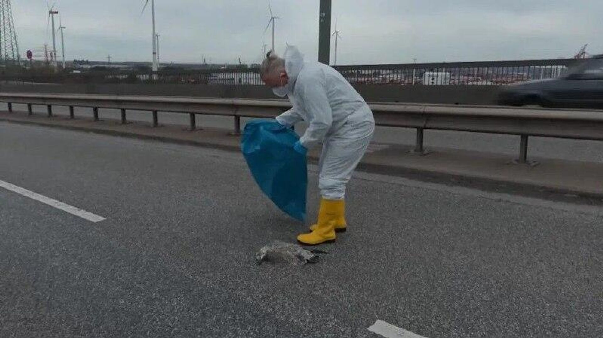 رسانه: یک مرغ دریایی مرده، ترافیک روی پلی در هامبورگ را مسدود کرد رسانه: یک مرغ دریایی مرده، ترافیک روی پلی در هامبورگ را مسدود کرد - اسپوتنیک افغانستان , 1920, 02.11.2025