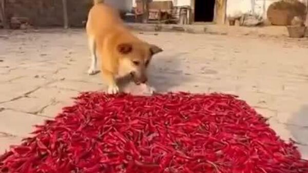 واکنش سگ چینی پس از خوردن مرچ خیلی تند - اسپوتنیک افغانستان  