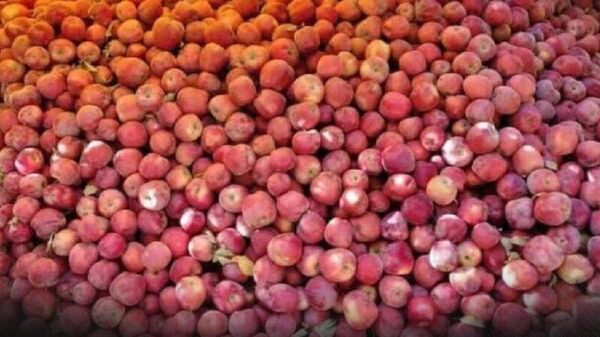 سخنگوی اداره ای زراعت امارت در ولایت کندهار از صادرات 50 تُن سیب به بازار روسیه خبر داد - اسپوتنیک افغانستان  