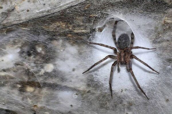 دانشمندان بزرگ ترین شبکه عنکبوت را کشف کرده اند که حدود 106 متر مربع را در غار در مرز آلبانیا و یونان دارد دانشمندان بزرگ ترین شبکه عنکبوت را کشف کرده اند که حدود 106 متر مربع را در غار در مرز آلبانیا و یونان دارد - اسپوتنیک افغانستان