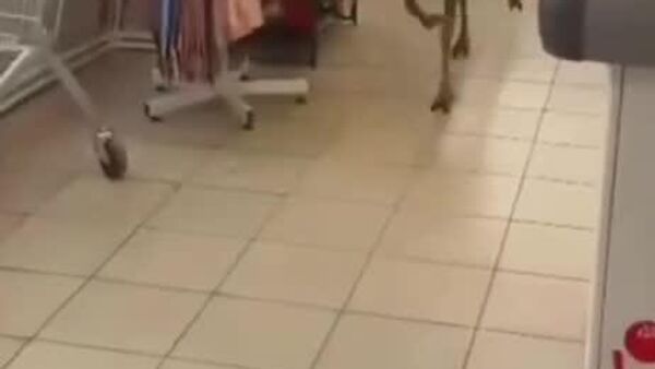 یک آهوی وحشي به طور تصادفي به یک فروشگاه مواد خوراکه در منطقه کراسنادار وارد شد - اسپوتنیک افغانستان  