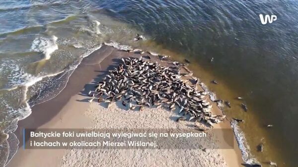 نزدیک دهانه رودخانه ویستولا - اسپوتنیک افغانستان  