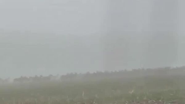 عبور گله گوزن در یک صبح معمولی در آلمان - اسپوتنیک افغانستان  