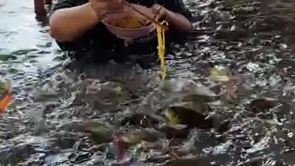 حتی در هنگام سیل می‌توانید آرامش پیدا کنید و به ماهی‌ها غذا داد - اسپوتنیک افغانستان  