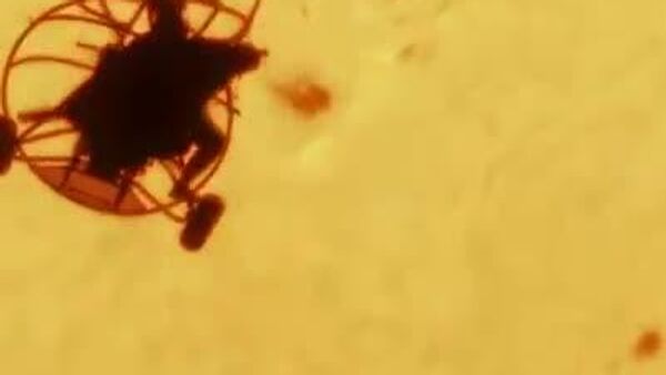 نگاره ای خارق‌العاده: پرش با چتر در برابر خورشید - اسپوتنیک افغانستان  