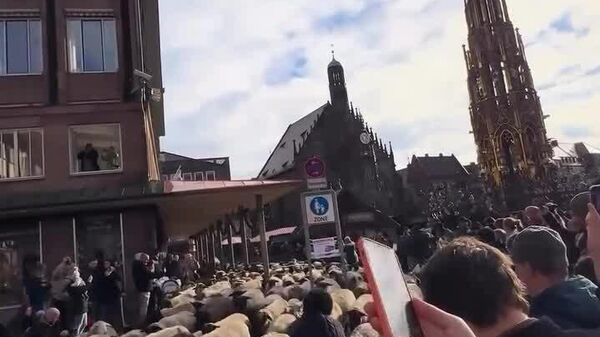 گشت و گذار گله گوسفندان در خیابان‌های آلمان - اسپوتنیک افغانستان  