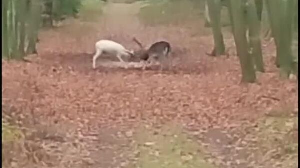 مبارزه دیدنی دو گوزن نر در منطقه‌ی در لهستان - اسپوتنیک افغانستان  