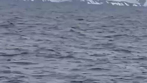 جهانگرد روس به قطب جنوب رسید - اسپوتنیک افغانستان  