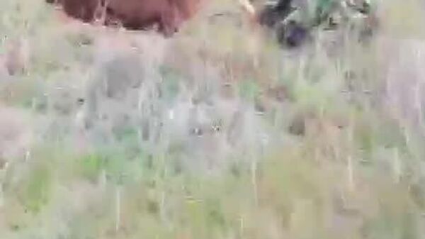 کشف یک دخمه‌ی باستانی در آستراخان روسیه - اسپوتنیک افغانستان  