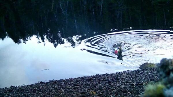 یک گرگ وحشی در کانادا با استفاده از جال صید خرچنگ ماهی گرفت - اسپوتنیک افغانستان  