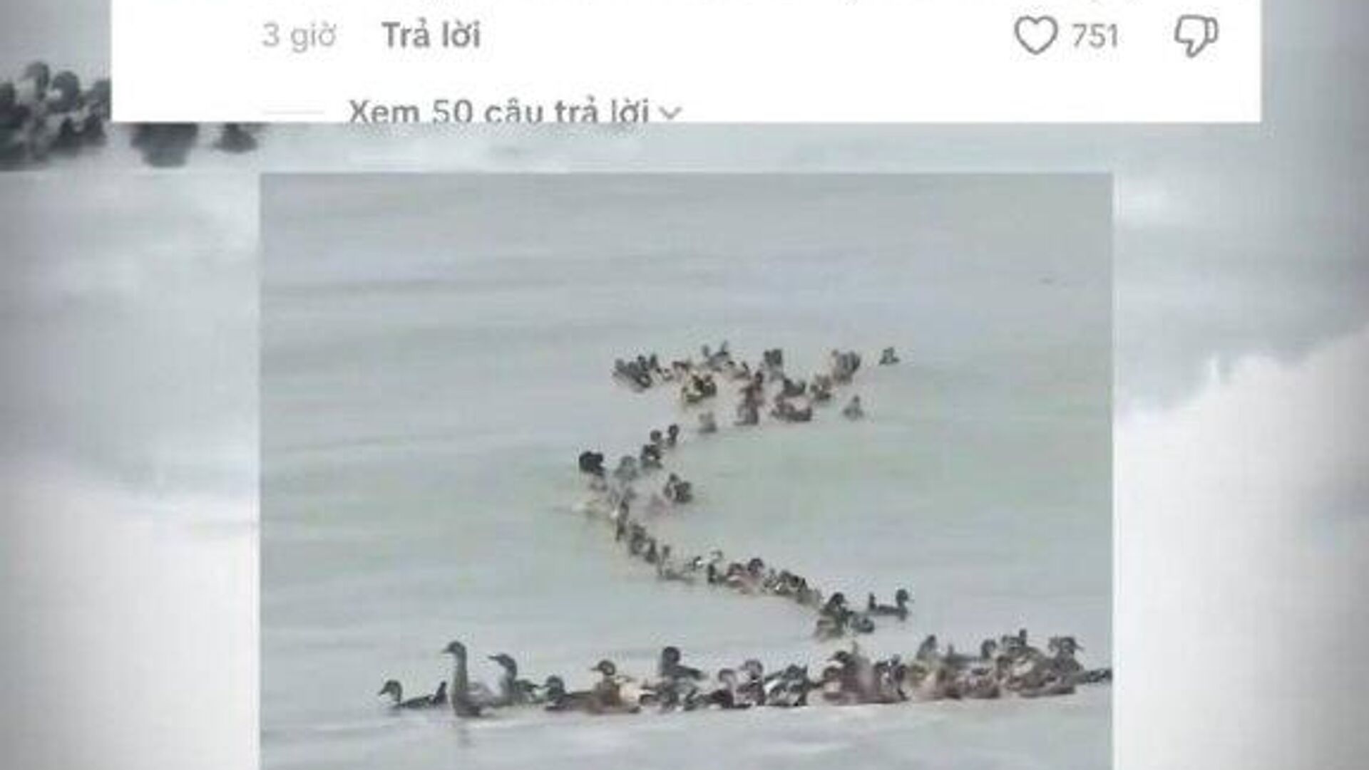 موج نگرانی در شبکههای اجتماعی برای سرنوشت دسته ای از مرغ آبی های گرفتارشده در سیل ویتنام موج نگرانی در شبکههای اجتماعی برای سرنوشت دسته ای از مرغ آبی های گرفتارشده در سیل ویتنام - اسپوتنیک افغانستان , 1920, 21.11.2025