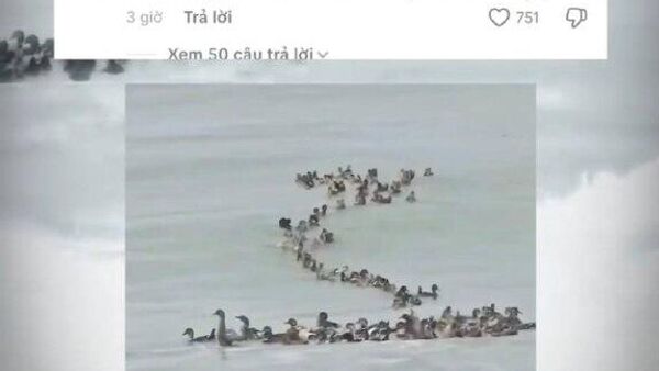 موج نگرانی در شبکه‌های اجتماعی برای سرنوشت دسته ای از مرغ آبی های گرفتارشده در سیل ویتنام - اسپوتنیک افغانستان  