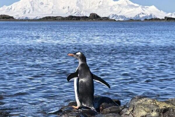 آغاز کار فئودور کونیخوف، ماجراجوی روس، در ایستگاه انفرادی قطب جنوب آغاز کار فئودور کونیخوف، ماجراجوی روس، در ایستگاه انفرادی قطب جنوب - اسپوتنیک افغانستان