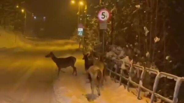 سافاری زمستانی در زاکوپان (کوه‌های تاترا) - اسپوتنیک افغانستان  